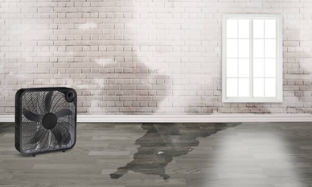Best Flood damage cleanup  in St Helena, CA